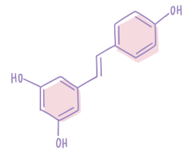 An artistic illustration of the molecular structure of resveratrol